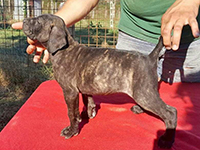 cane corso italian mastiff brindle